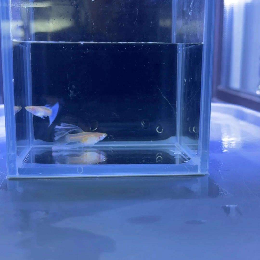 孔雀鱼绣球一对开箱视频报损