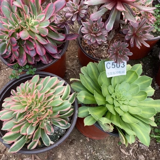 503四棵多肉植物