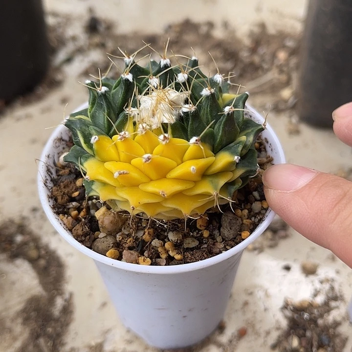 无花朵帝冠锦仙人球一物一拍