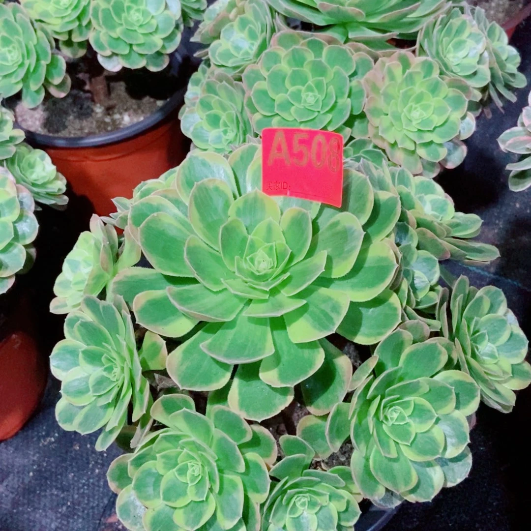 奶白508多肉111111