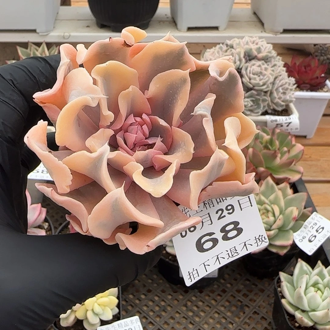 0629-68利比里亚锦