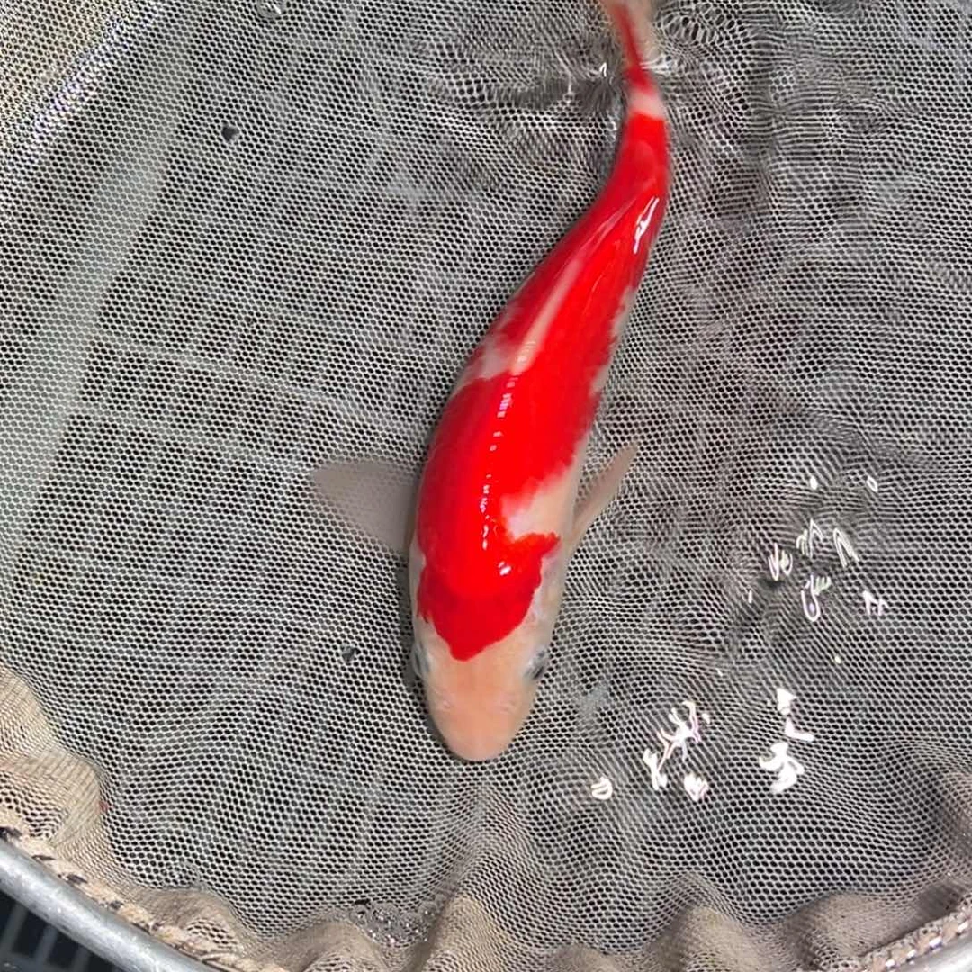 锦鲤锦鲤观赏鱼1111