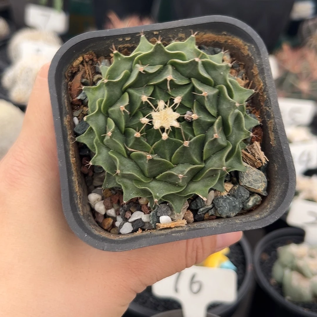 仙人球1111111111111