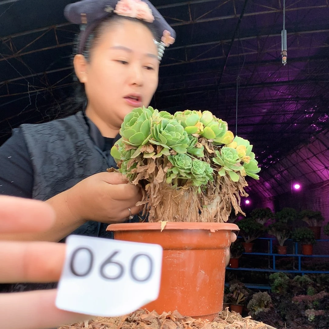 柒哥多肉法师不包侧断枝60处理