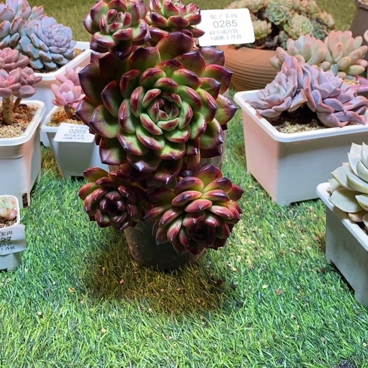 0285啊啊啊啊啊啊啊啊啊啊啊