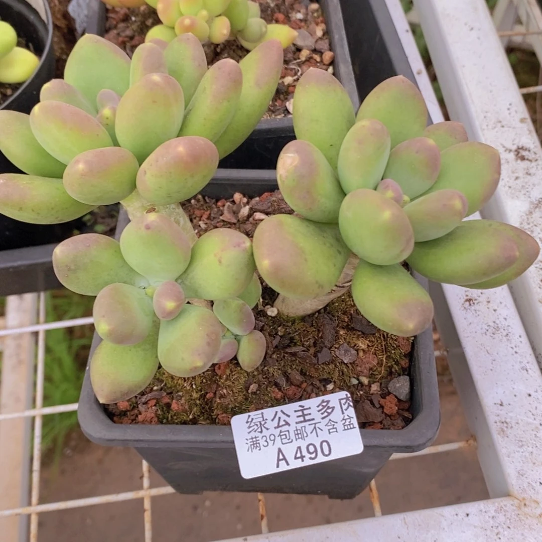 芒果奶14cm490多肉植物
