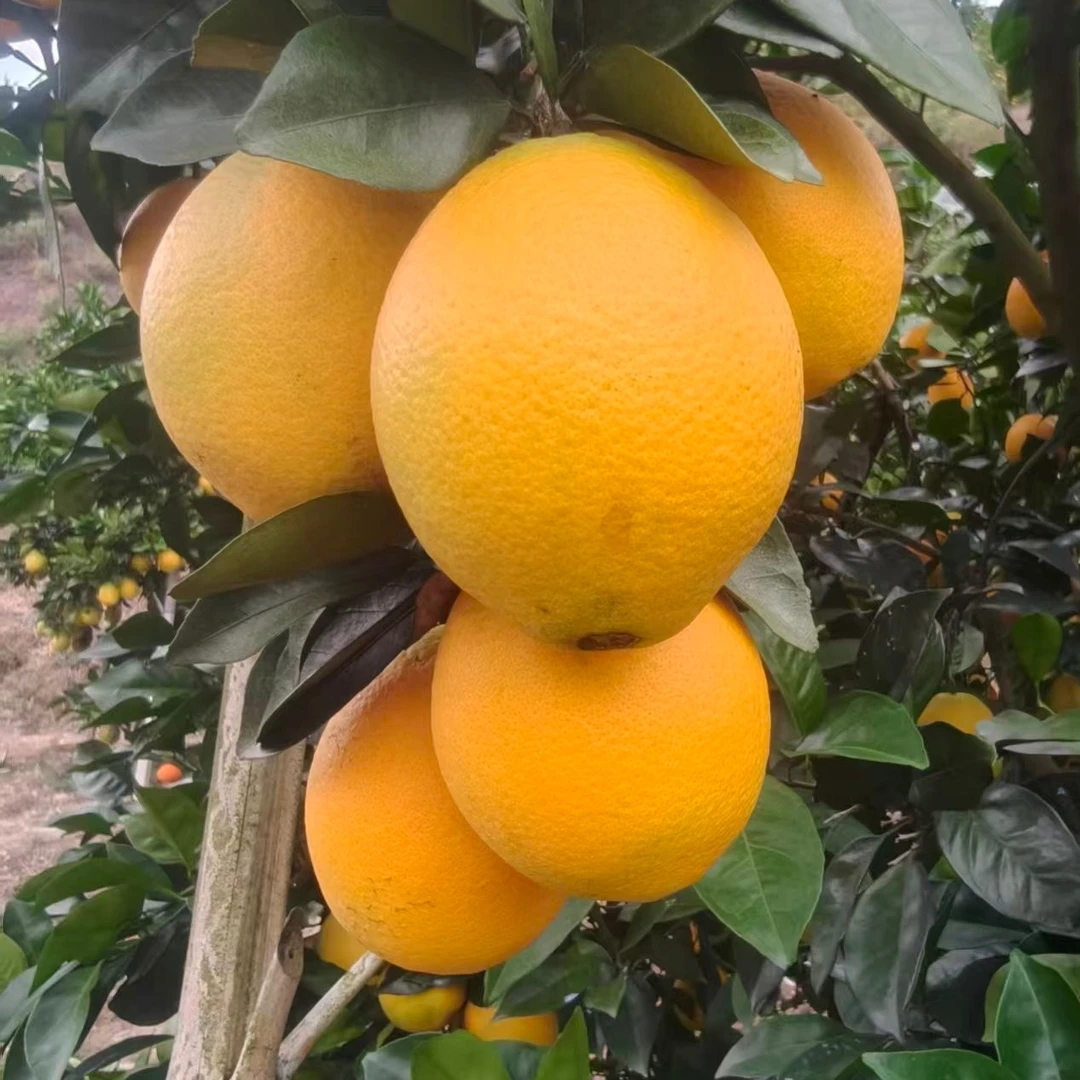 顺丰包邮赣南脐橙产地直发应季水果新鲜采摘香甜多汁