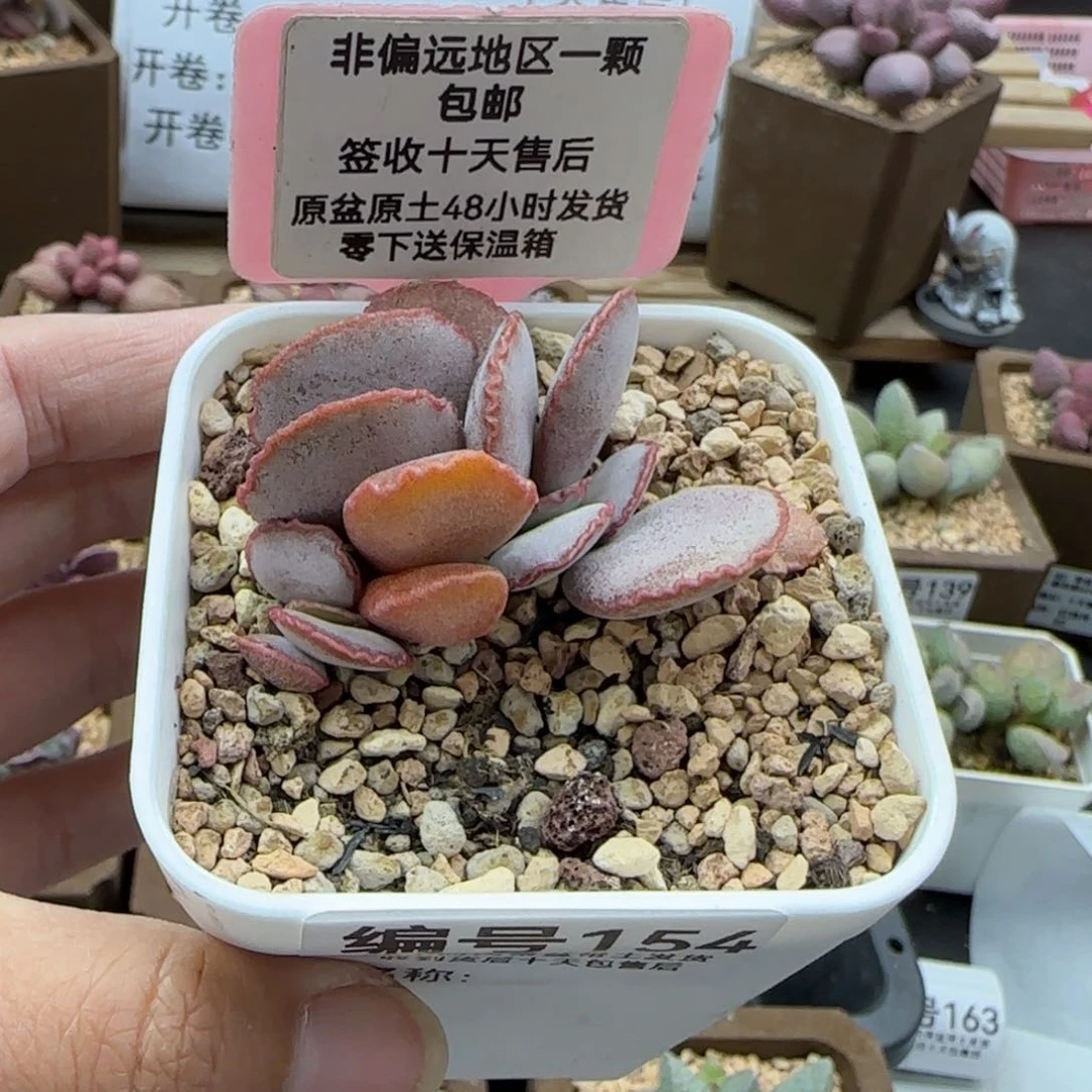 154白安泽多肉植物