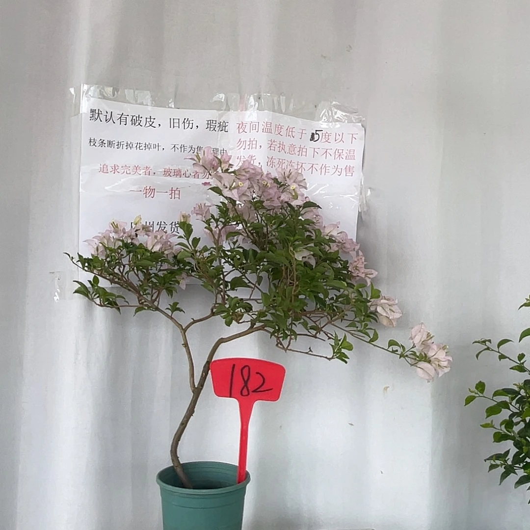 当前无花栽培后可以开花182绿叶丽娜，分枝断折无售后