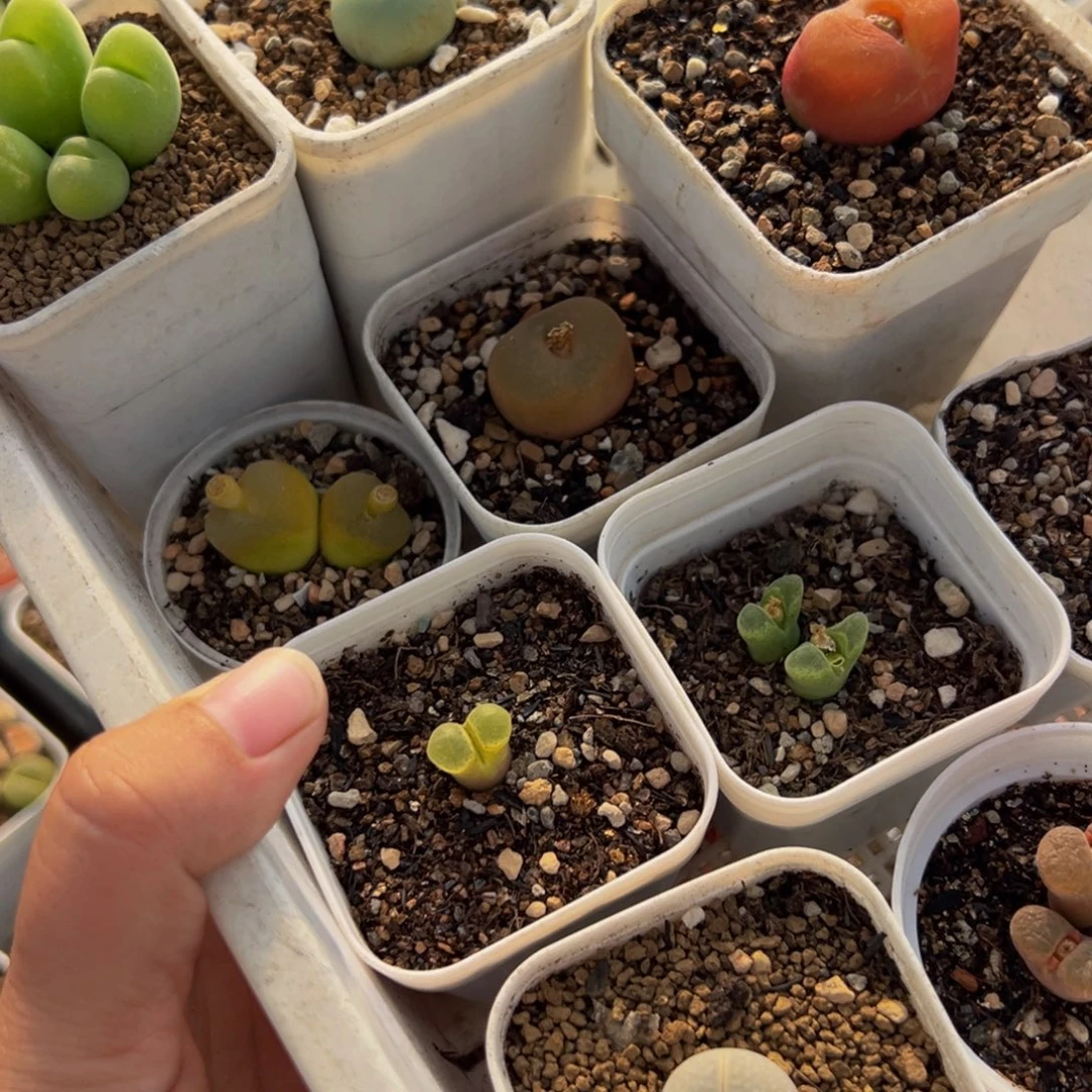 052多肉植物种类多样