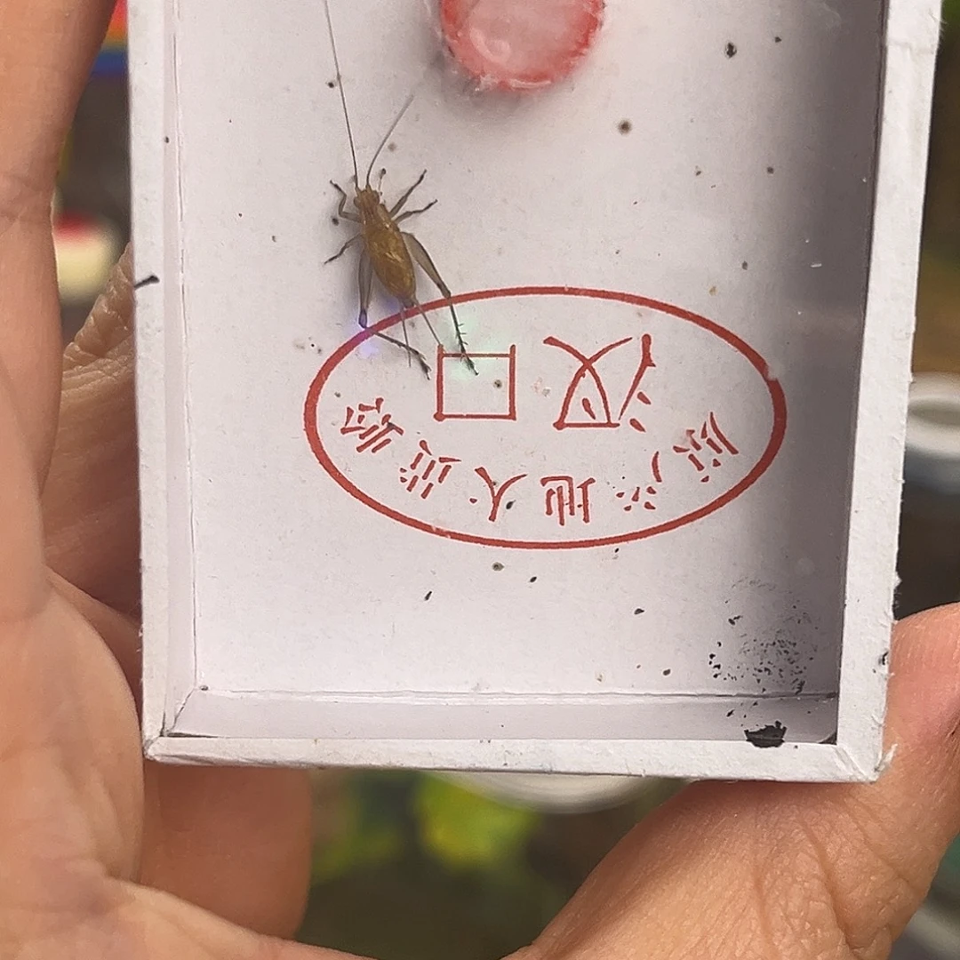 细***节顶须大黄哈哈哈哈哈