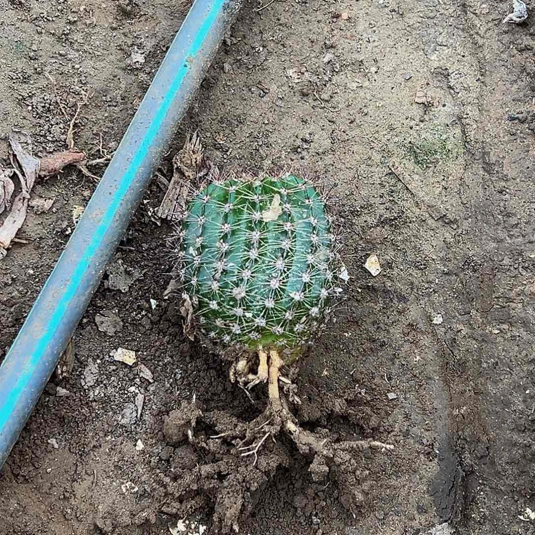 仙人球多肉植物一颗070彩草