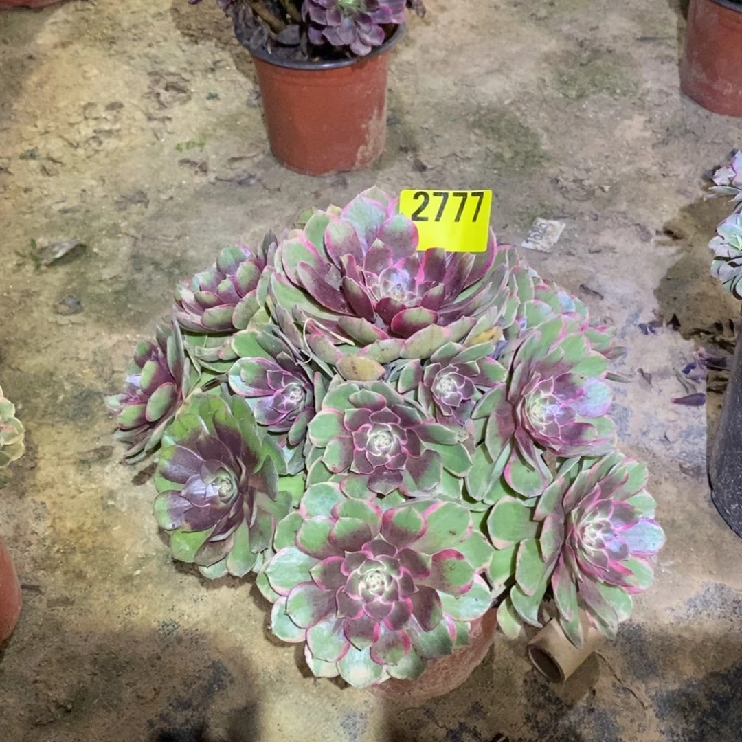 蓝***泪粉花妖多肉植物2777