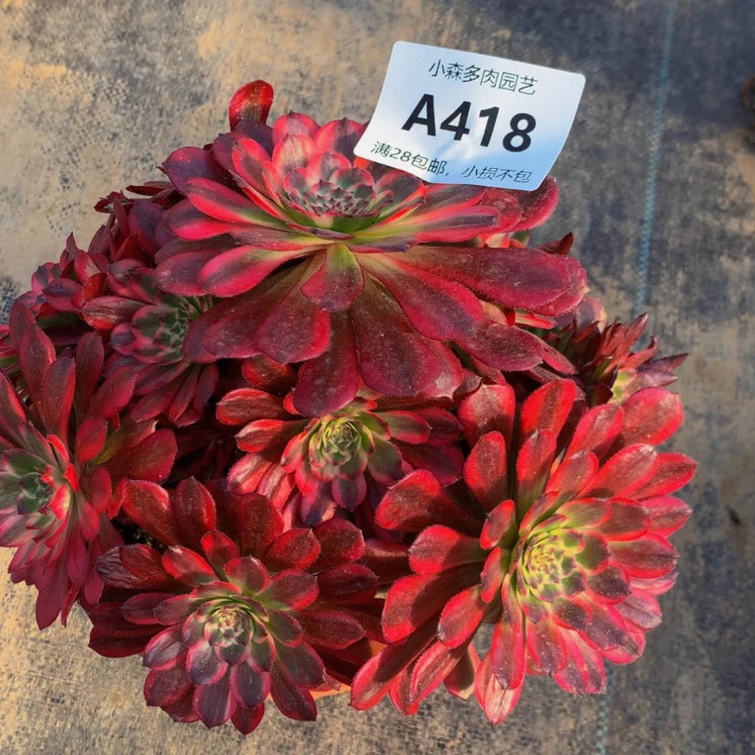 【闪购商品】魅*418维纳斯多肉