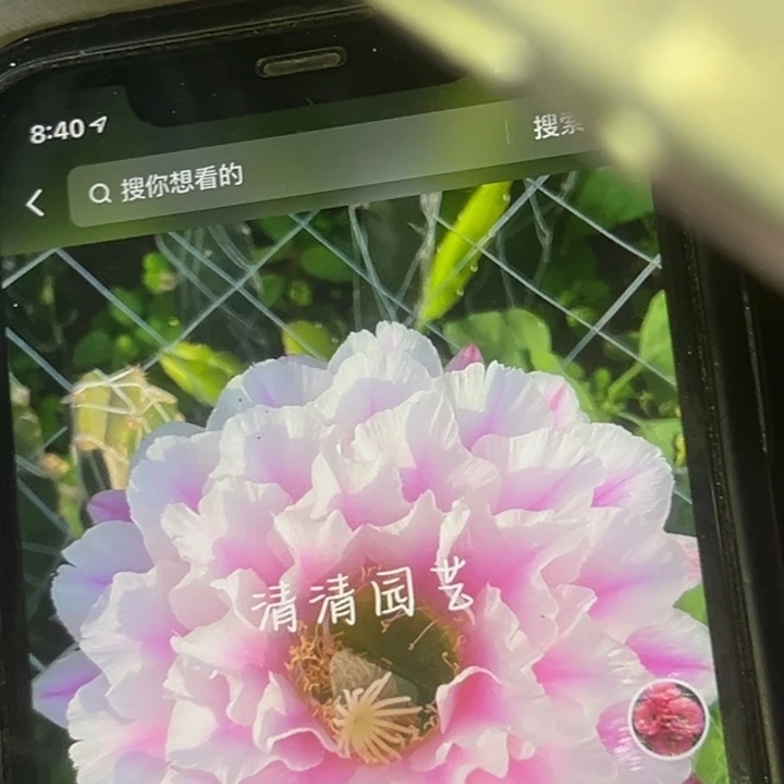 清清落雪侧牙瑕疵歪