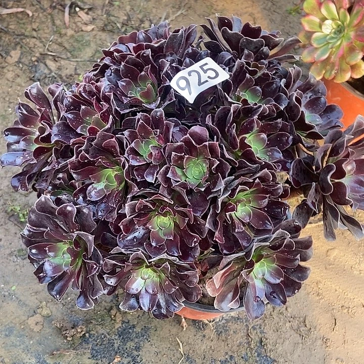 瓯紫玫瑰925多肉不包断