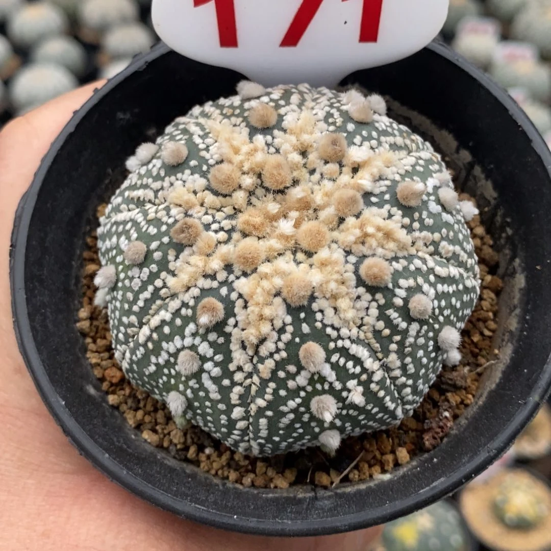 171花园福利来了哦