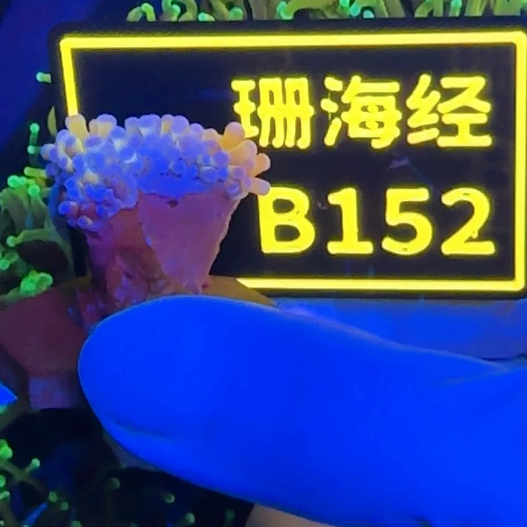 纽扣珊瑚源*又又不包邮脱藻内包肉宿务金B152