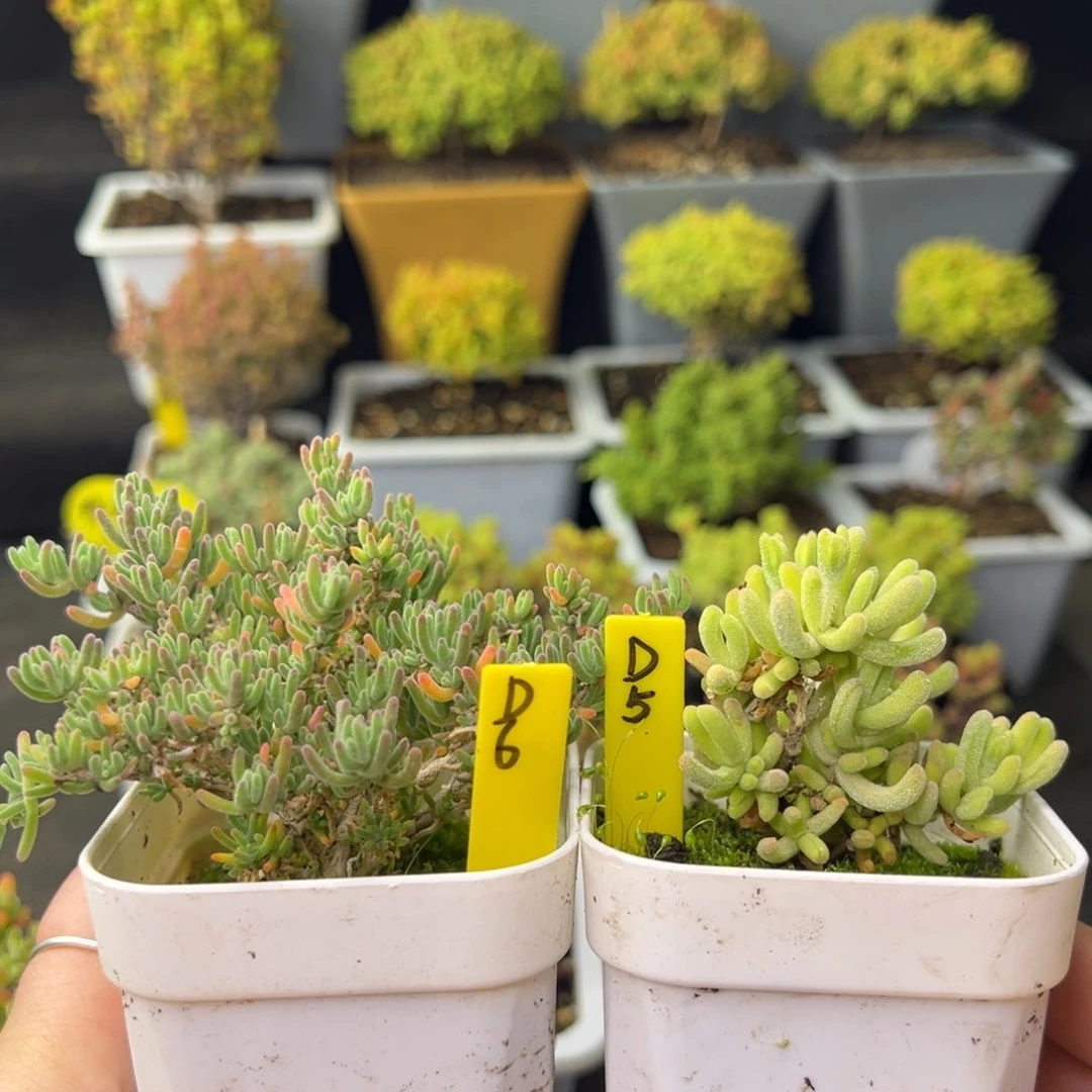 白闪光锦➕紫晶带盆带土发货