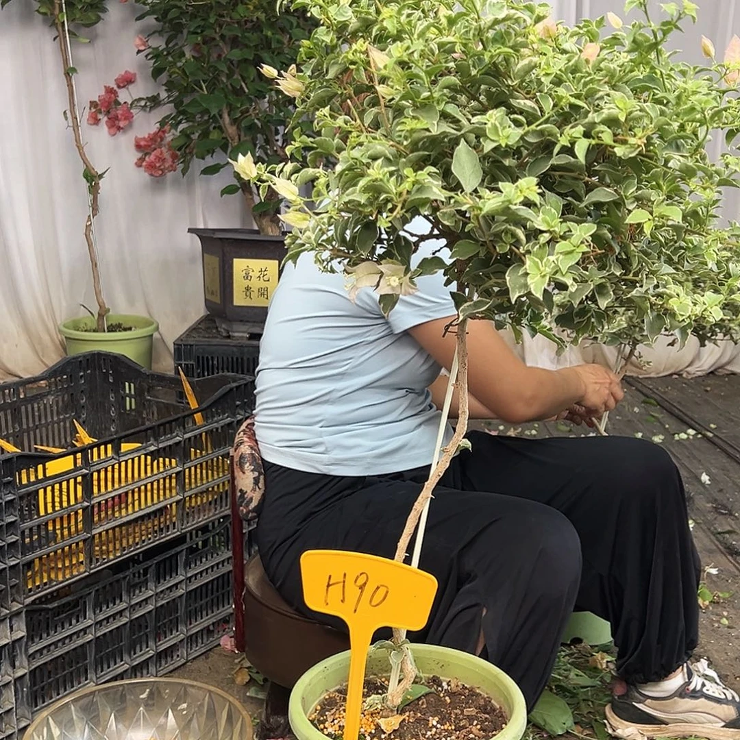 苗***强当前无花栽培后可以开花H90少女心