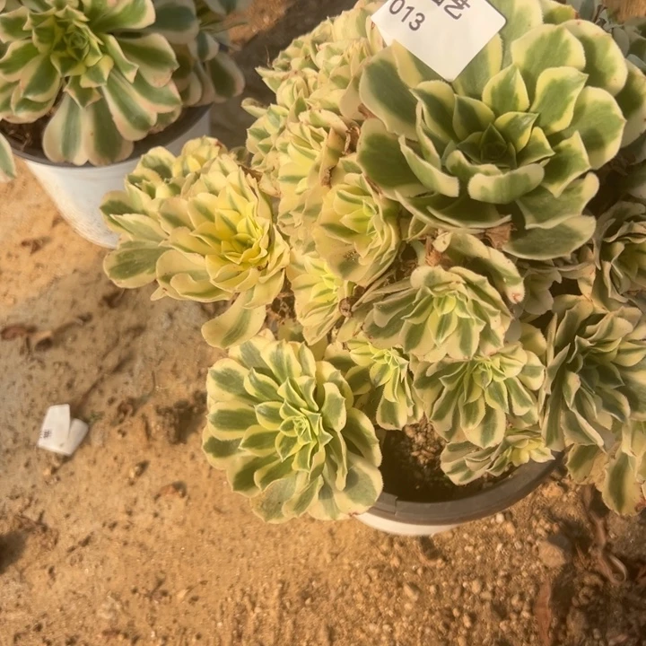 迈巴赫大手捧多肉植物013