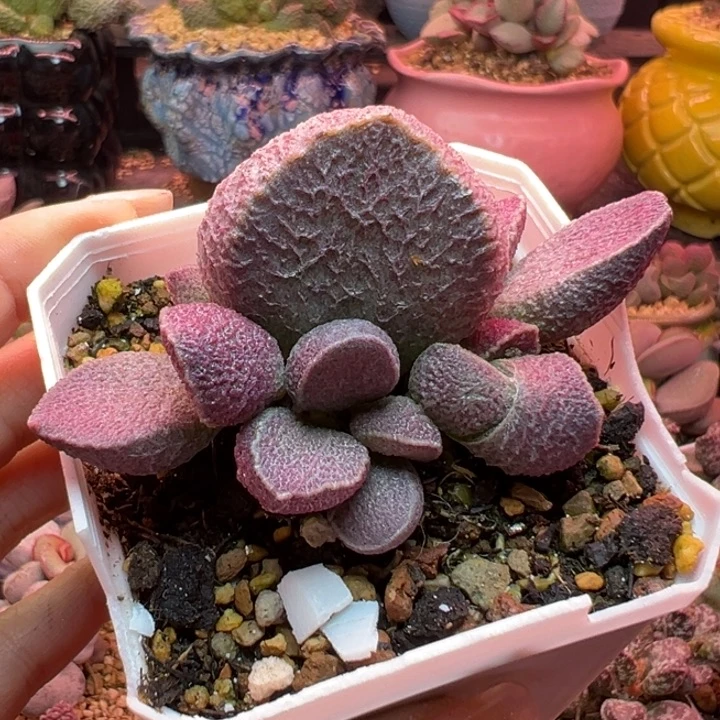 自***翔         吉祥如意。