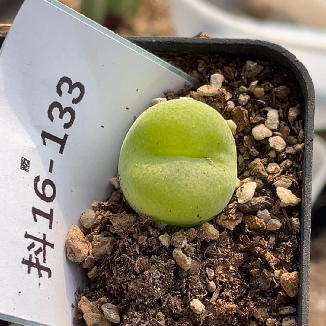 16-133翠光多肉植物