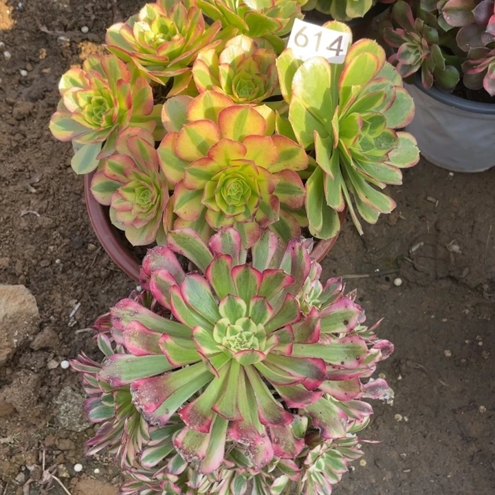 无花朵614多肉植组合无售后