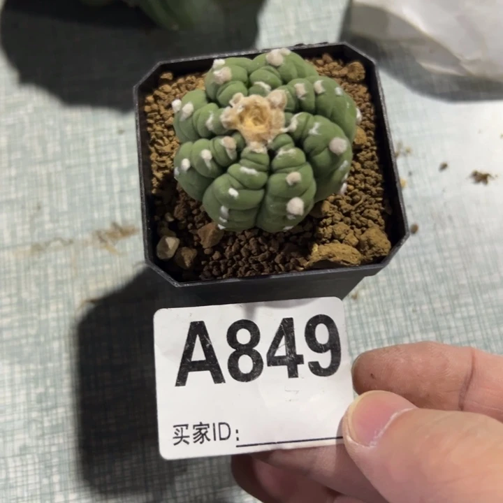 很***味兜星球仙人球849号加2个脆皮