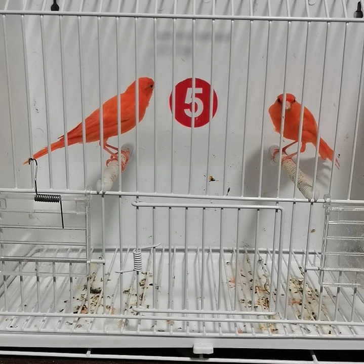 祁***虎皮鹦鹉辣椒母一只