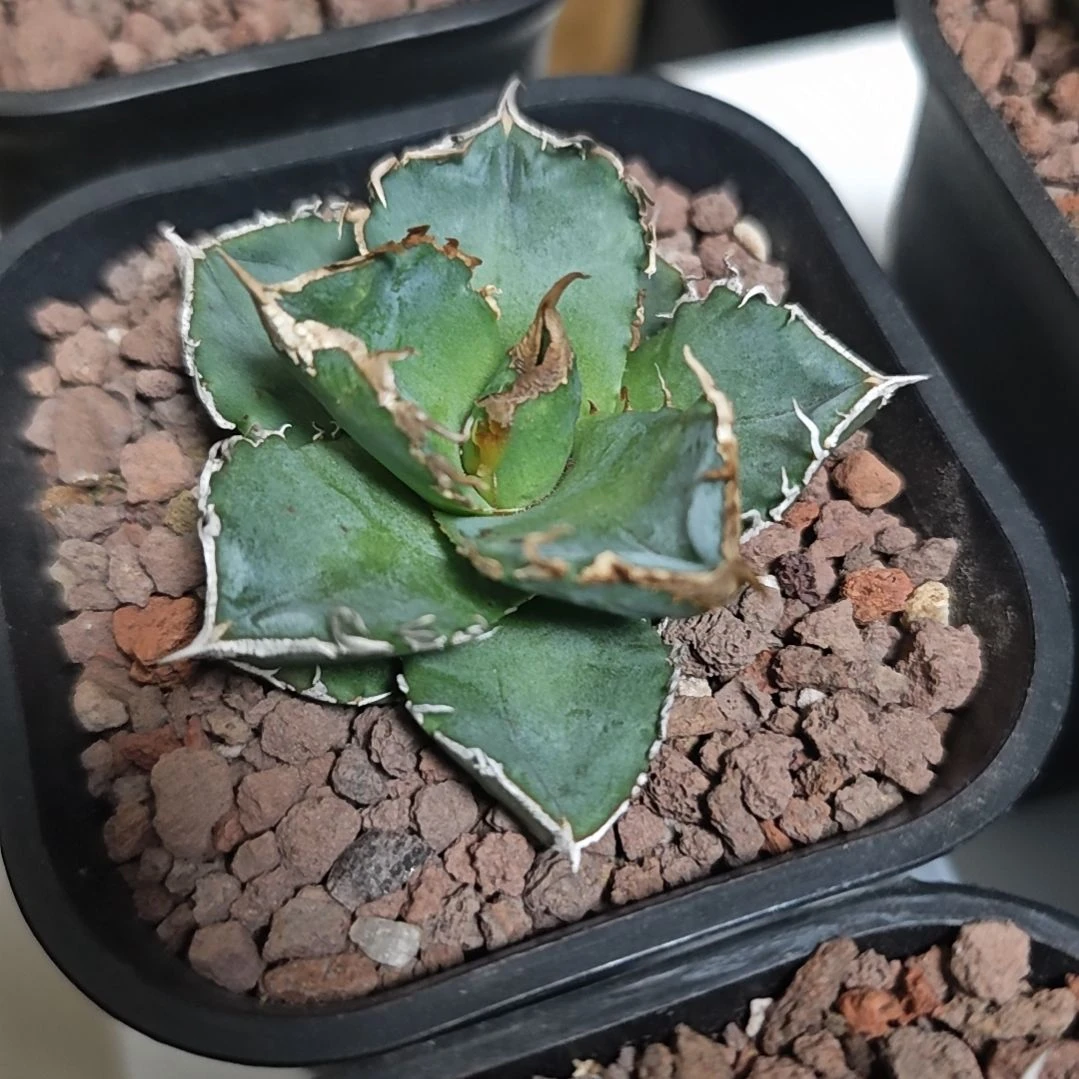 清樱仁王冠龙舌兰