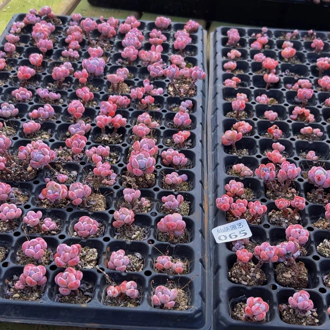 瓶***界065大热的小伙伴都在用这个