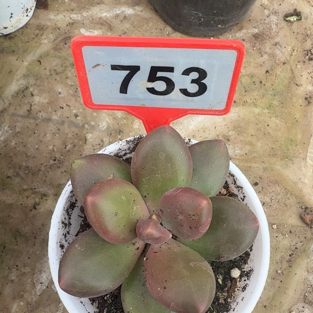 多肉植物芒果奶753