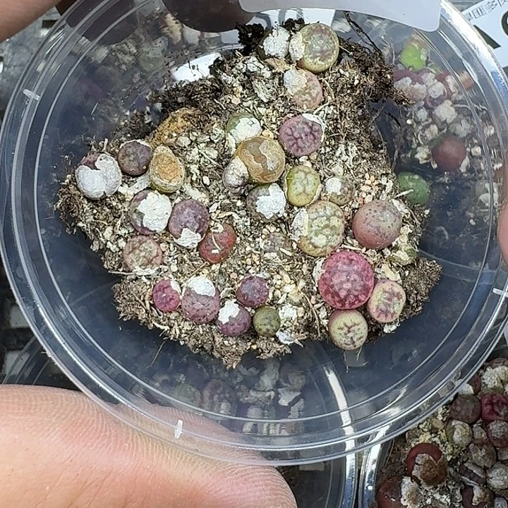 全***制57 多肉植物多肉植物