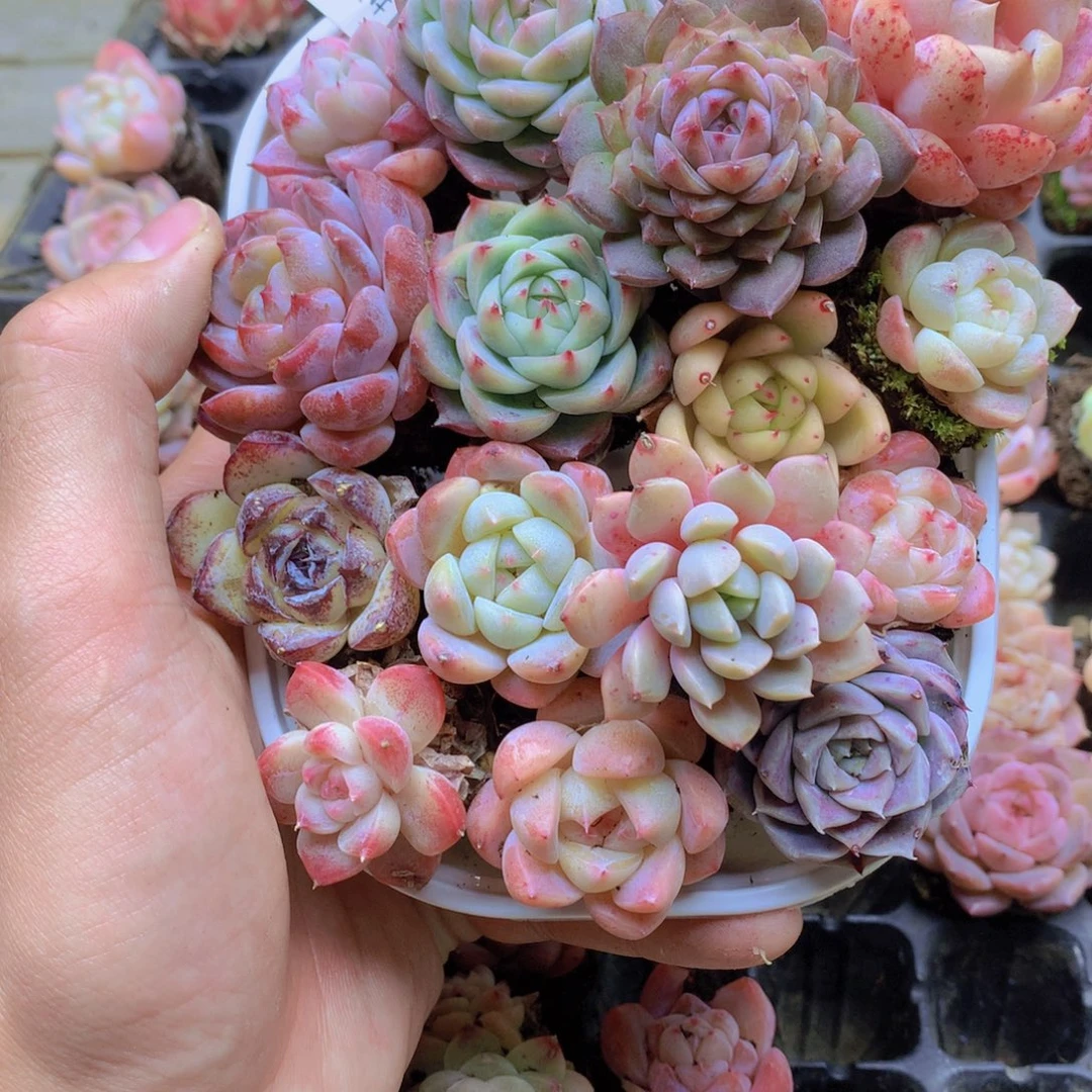 我要去看你了啊004