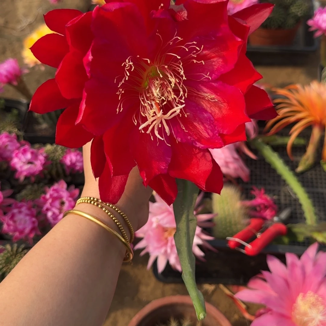 202令箭传奇人物无根枝条10公分左右，20包邮斑