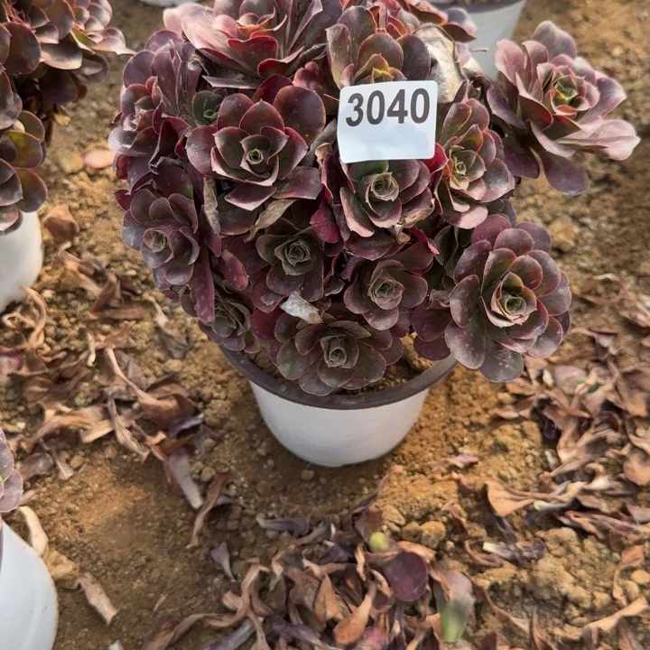 3040清棚处理不包断枝