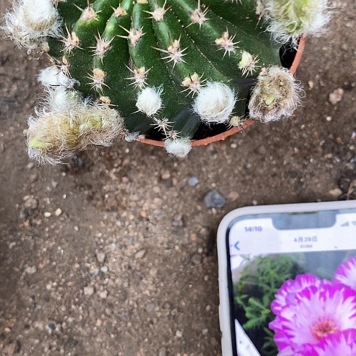 妖碟仙人球35678888