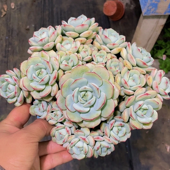 香草哦哦哦哦哦哦哦哦