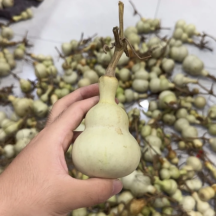 百***a葫芦ejdjsjdjsnsnsnsns