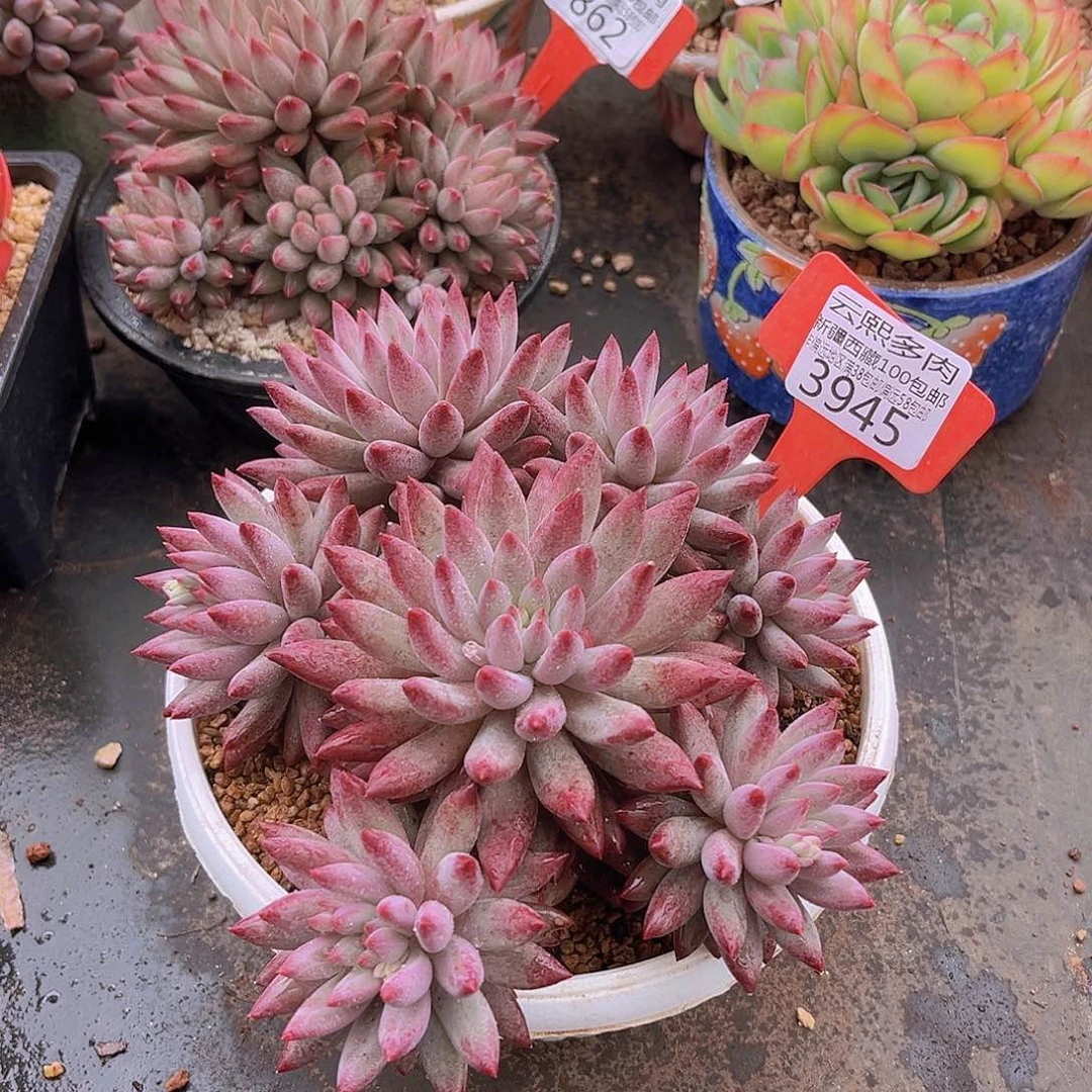 3945虞美人多肉植物