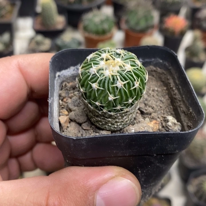 实生太刀岚特价福利