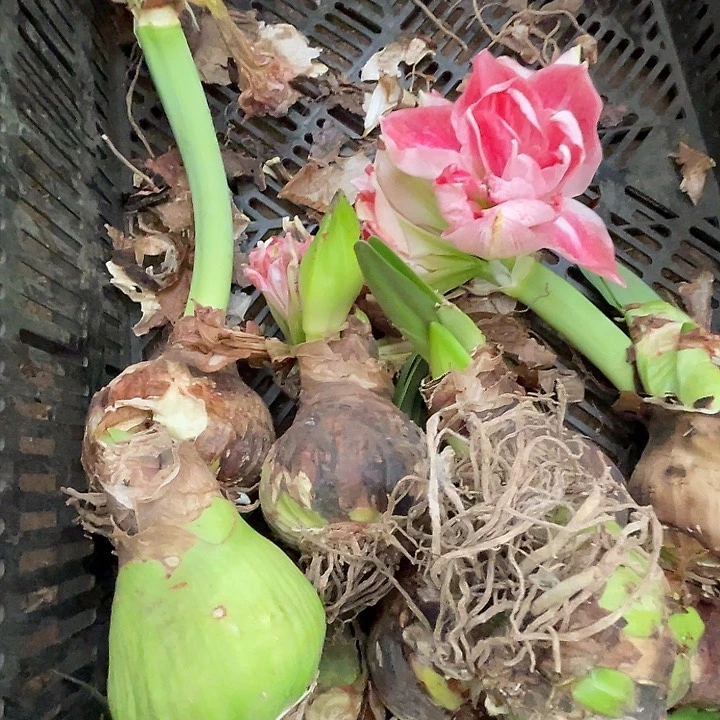 直播间1308残次一个包邮