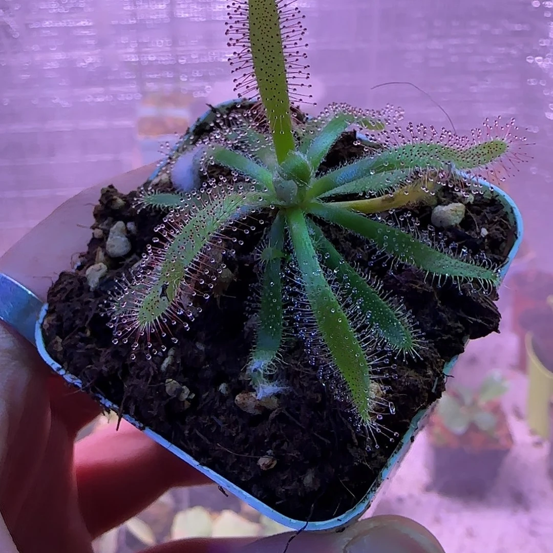 无花朵专拍茅膏菜