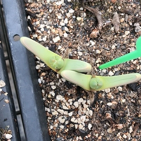 多肉肉锥 红手指