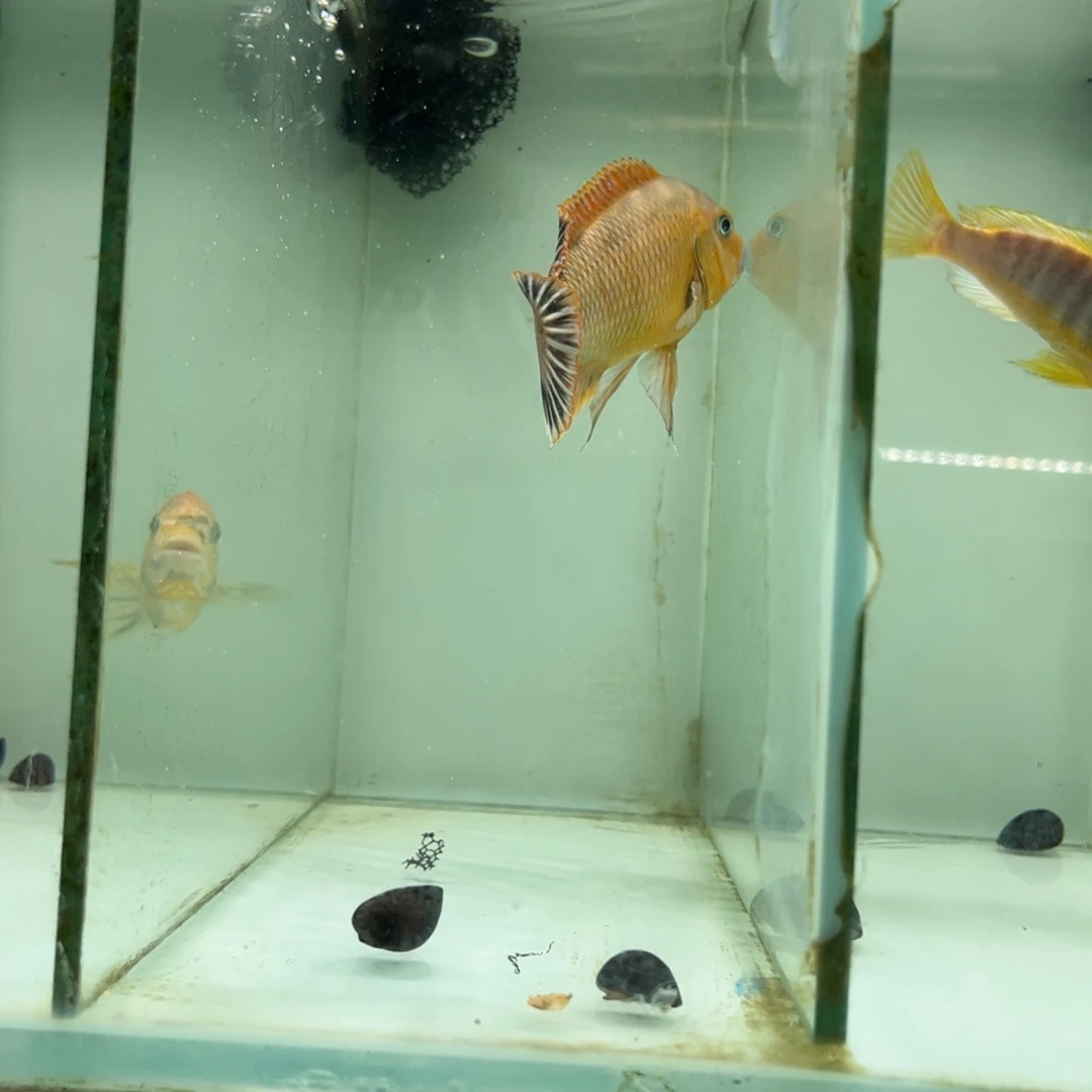 ღ****海水鱼27号右侧蓝唇拍