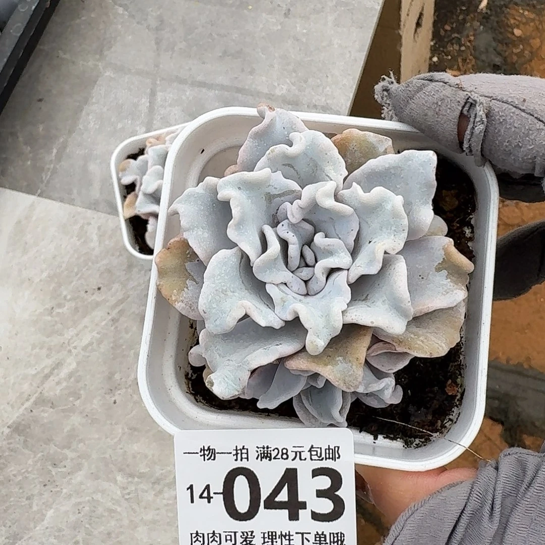 芭蕾舞者无盆土发货无