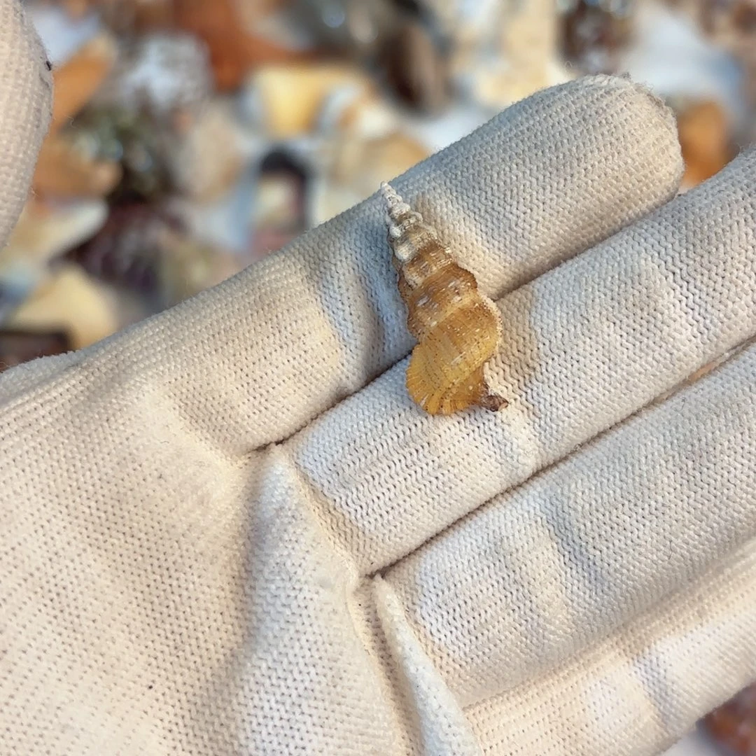 梅***子天然海螺贝壳标本福利