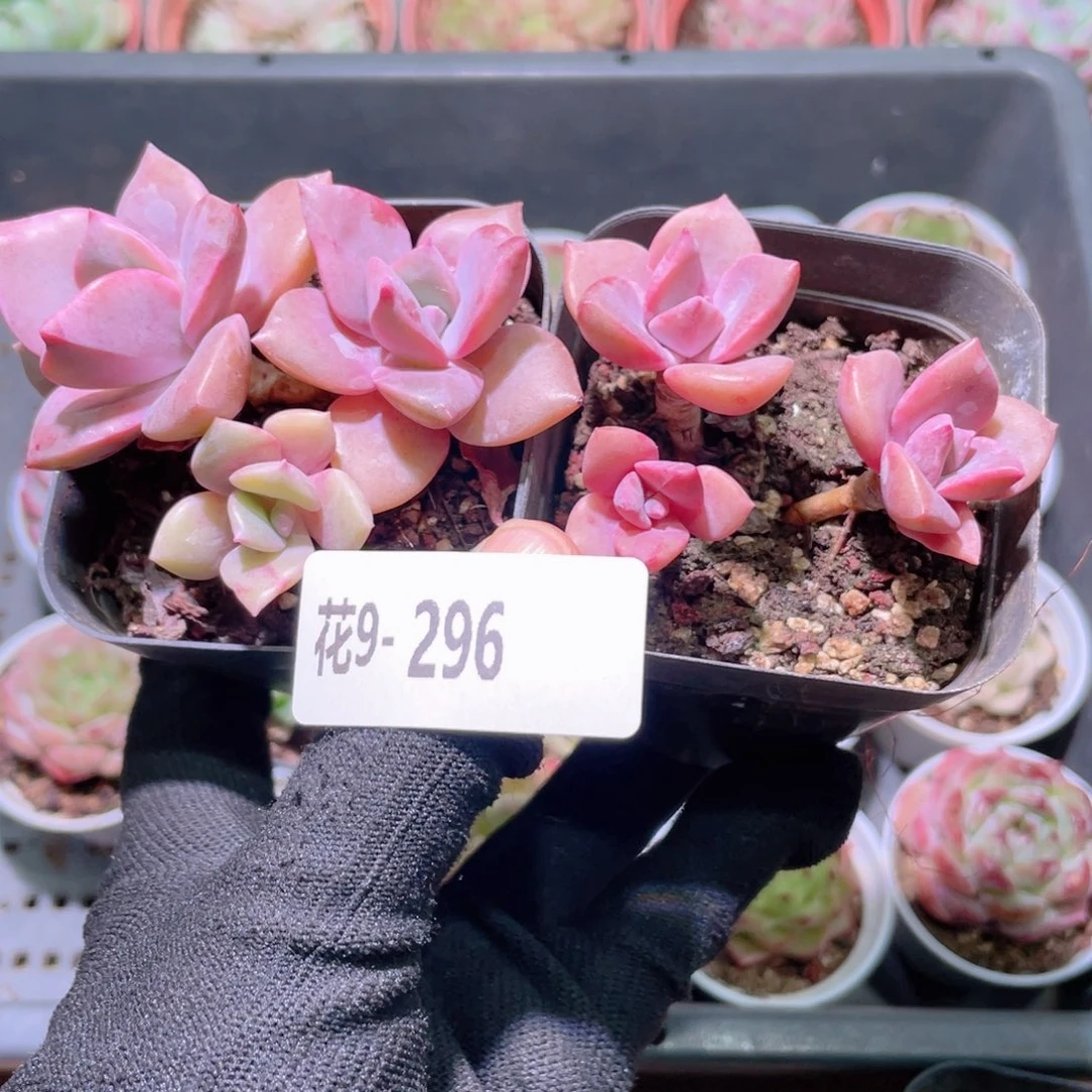 凯*?花利美9-296彩虹糖2颗含盆土