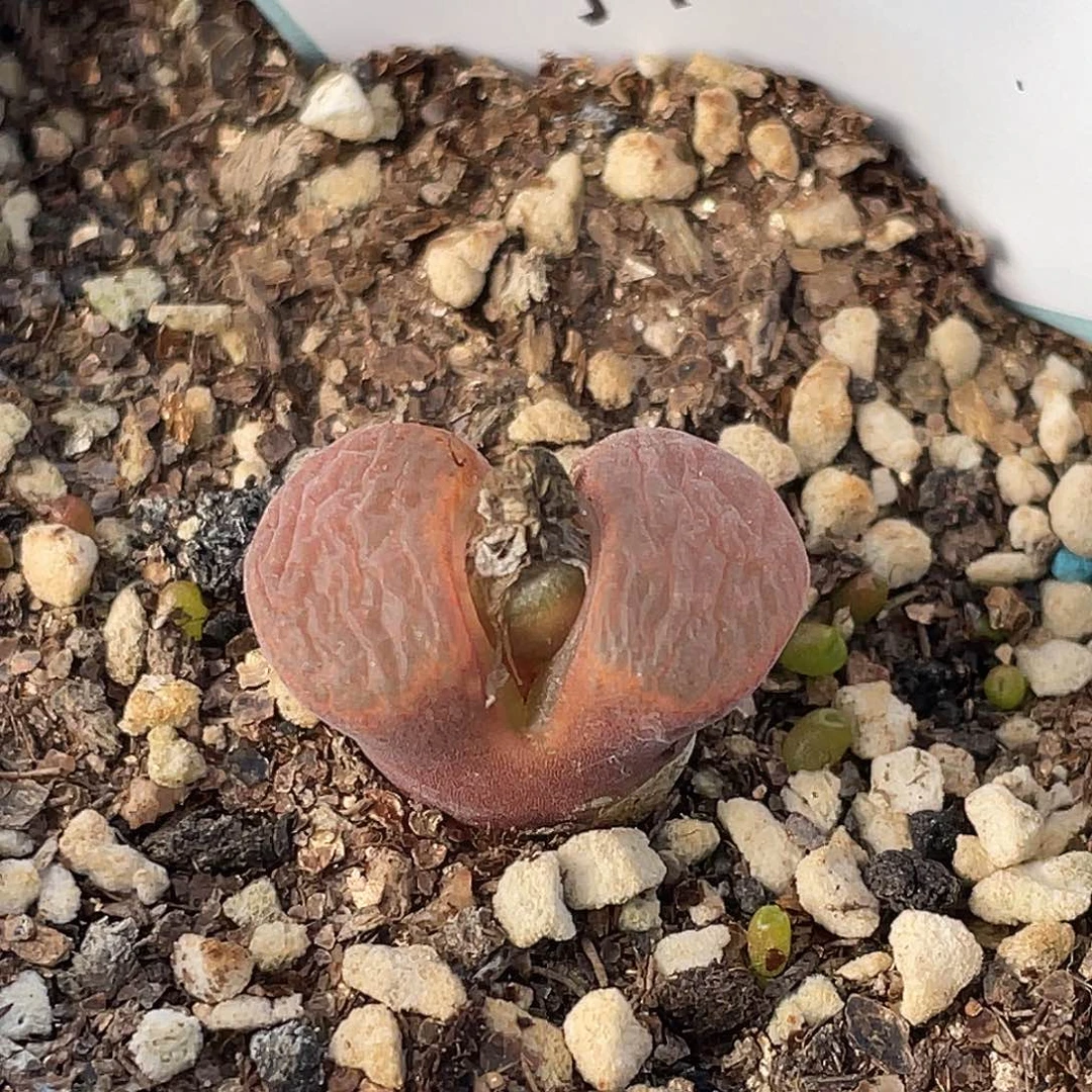 28-8红风铃多肉植物